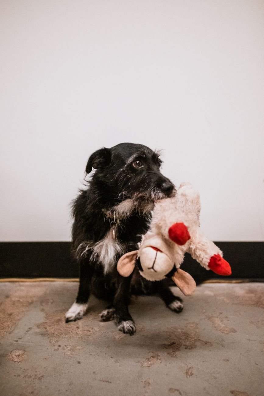A dog holding a worn plush toy in its mouth