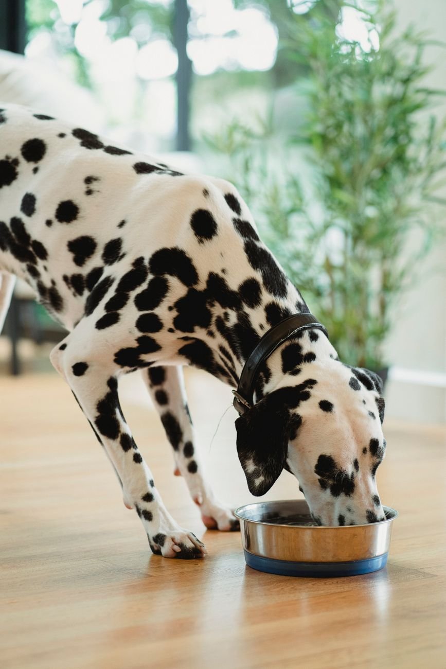 Stainless steel dog bowls on a kitchen floor