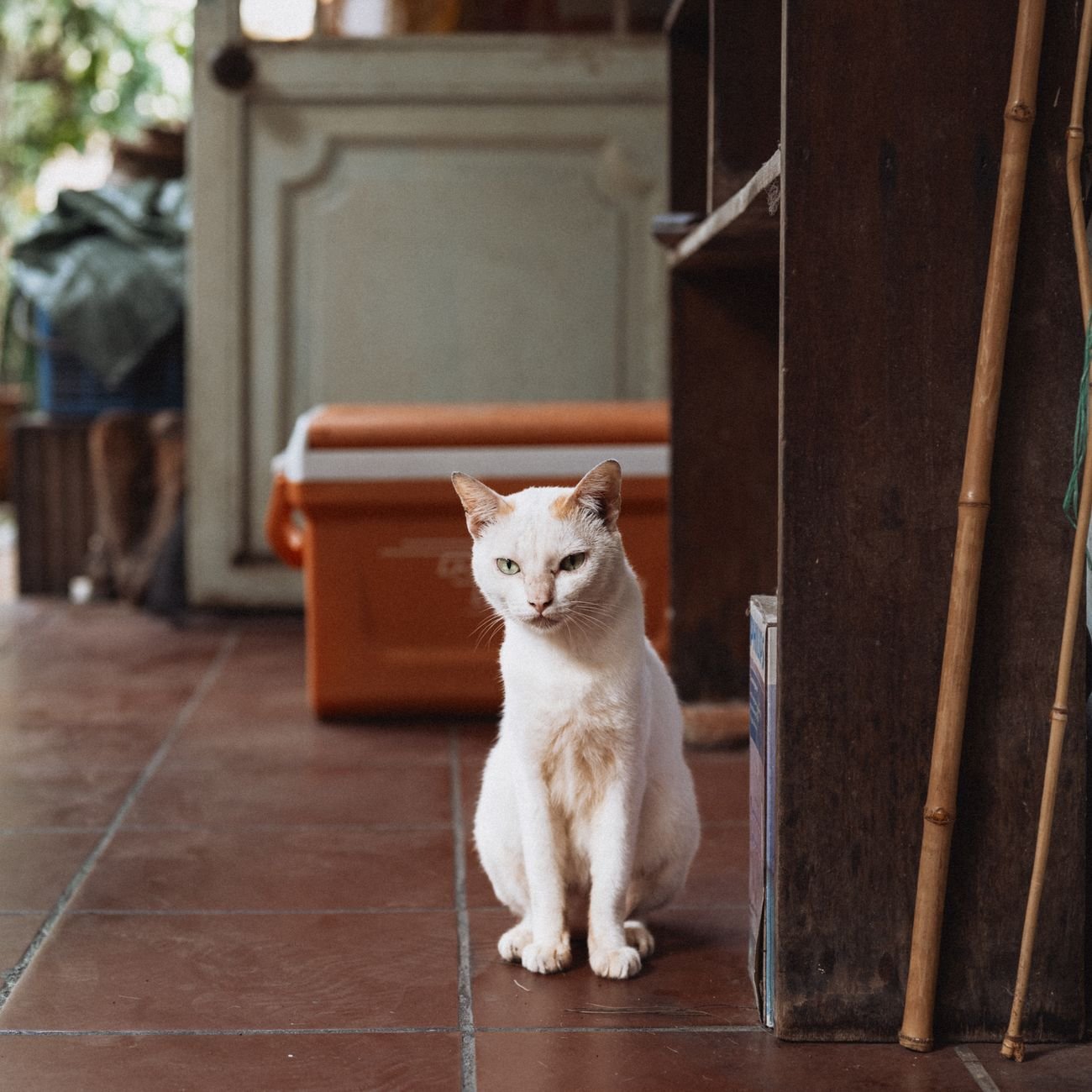 A cat sitting next to a cardboard box