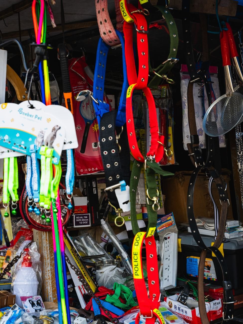 Dog leashes and harnesses hanging neatly on wall hooks