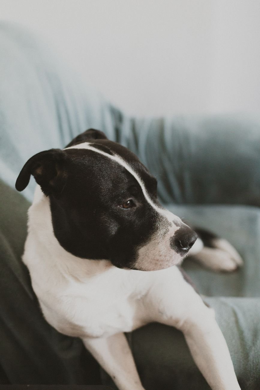 A dog relaxing on a clean floor at home