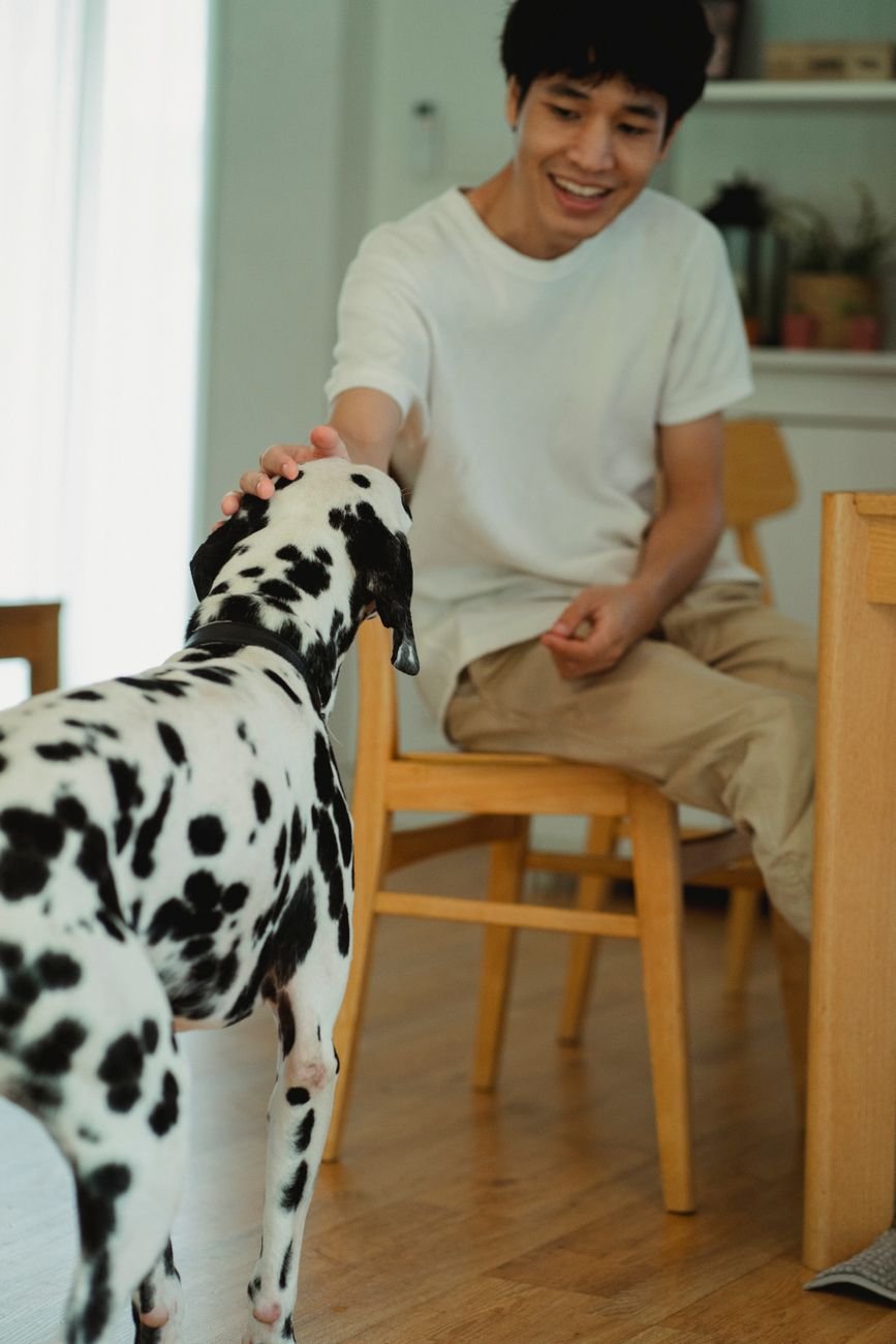 A dog waiting politely for a treat in the kitchen
