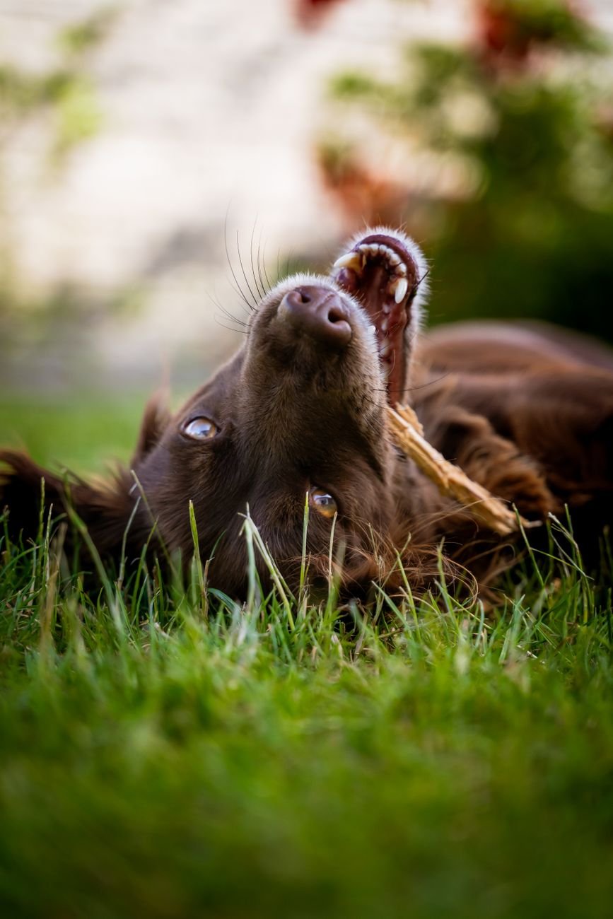 A dog chewing a treat while lying on the floor