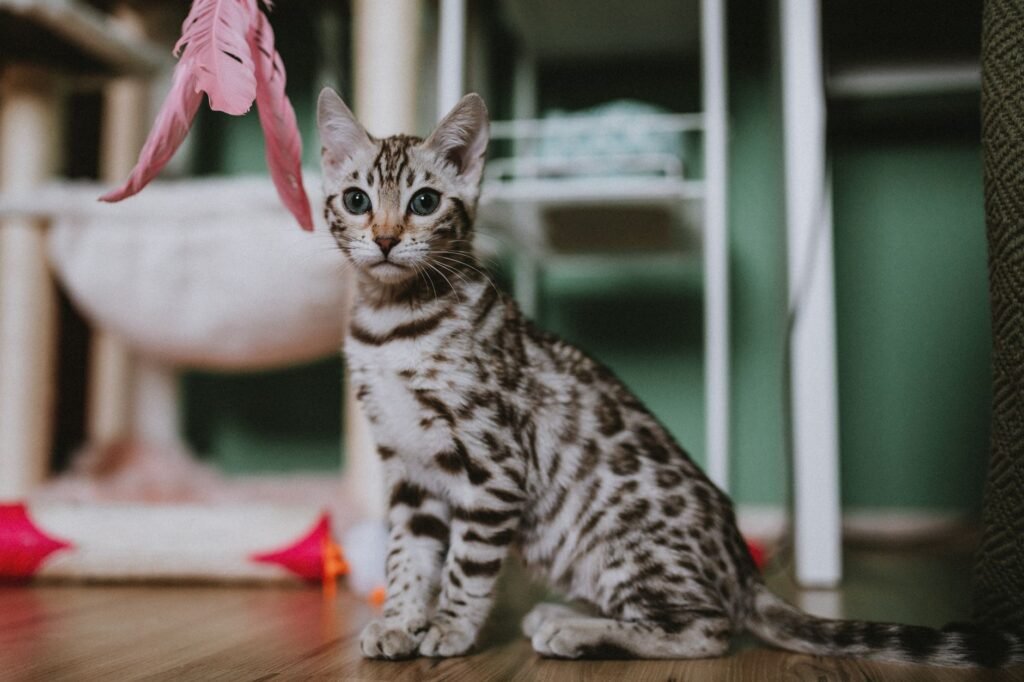 DIY Cat Toys: 20 Toys From Things You Already Have