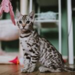 DIY Cat Toys: 20 Toys From Things You Already Have