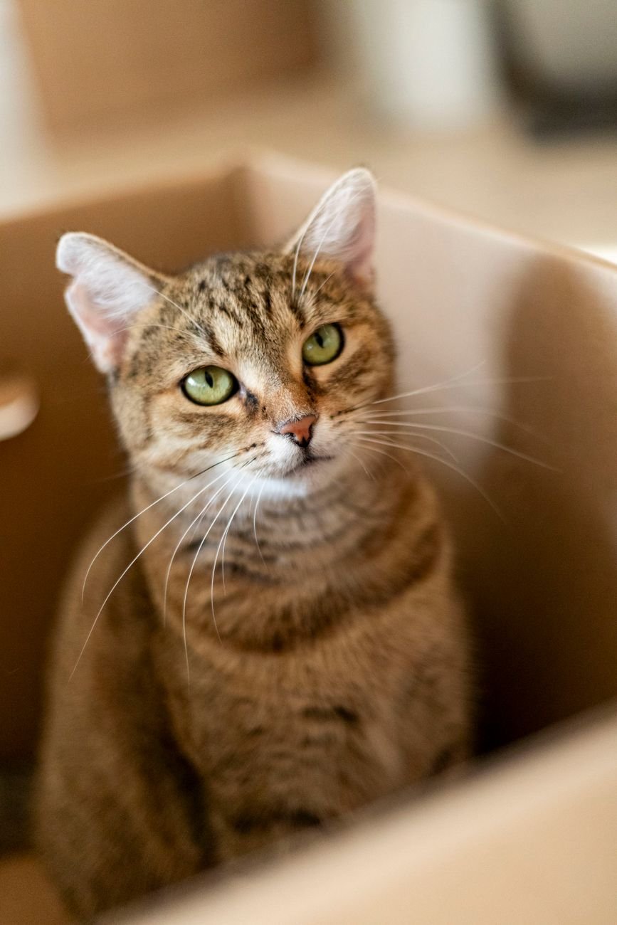 A cat sitting inside a cardboard box