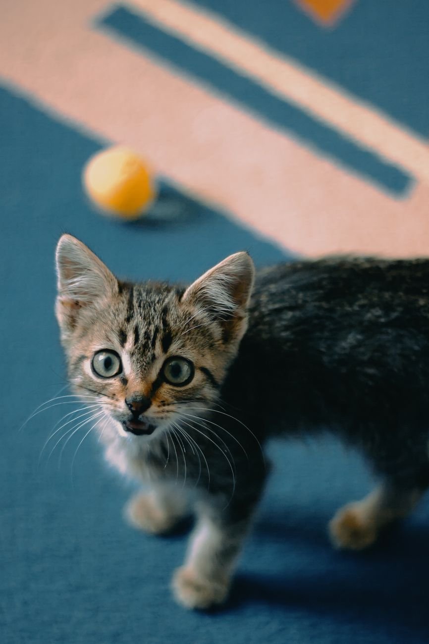 A kitten batting at a small toy