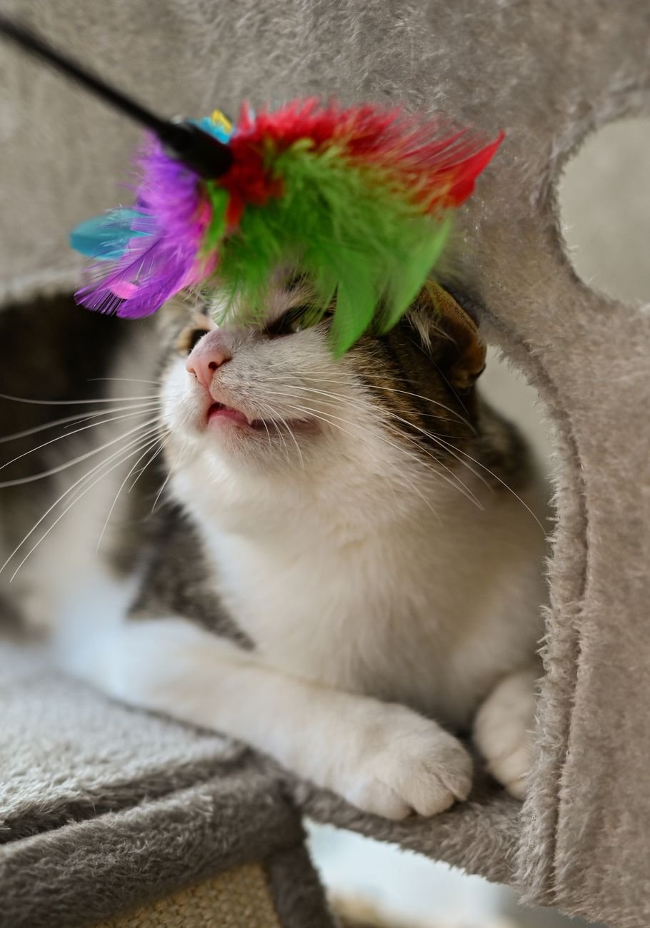 A cat chasing a feather wand toy