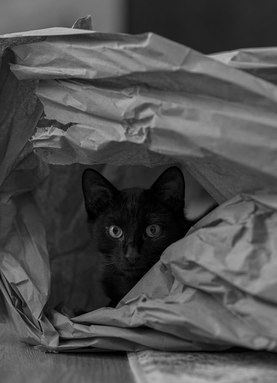 A cat inside a paper bag
