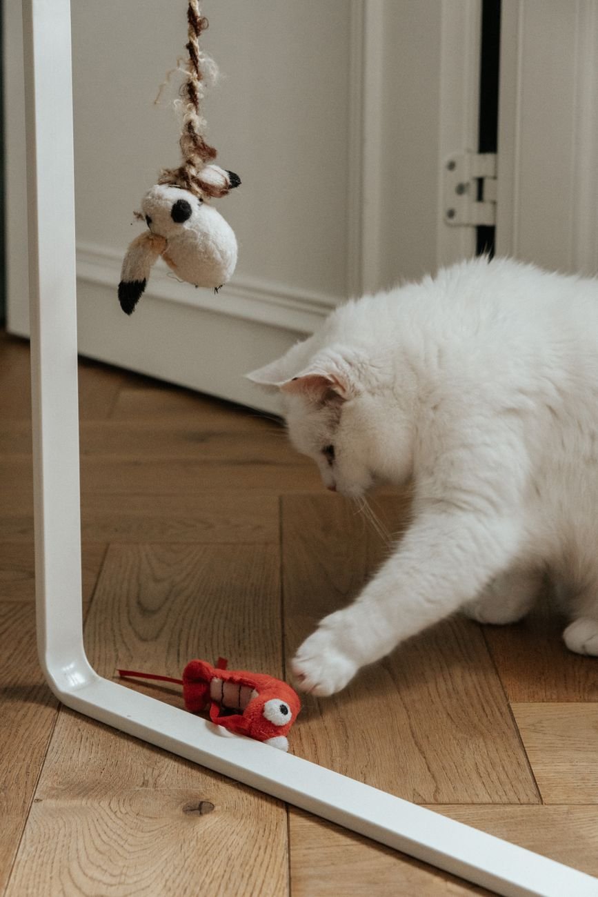 A cat playing with a small toy on the floor
