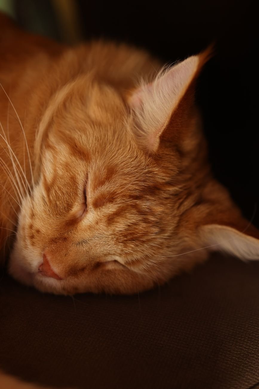 A cat resting after a play session