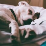 DIY Dog Bed: 10 Easy Builds (Including No-Sew Options)