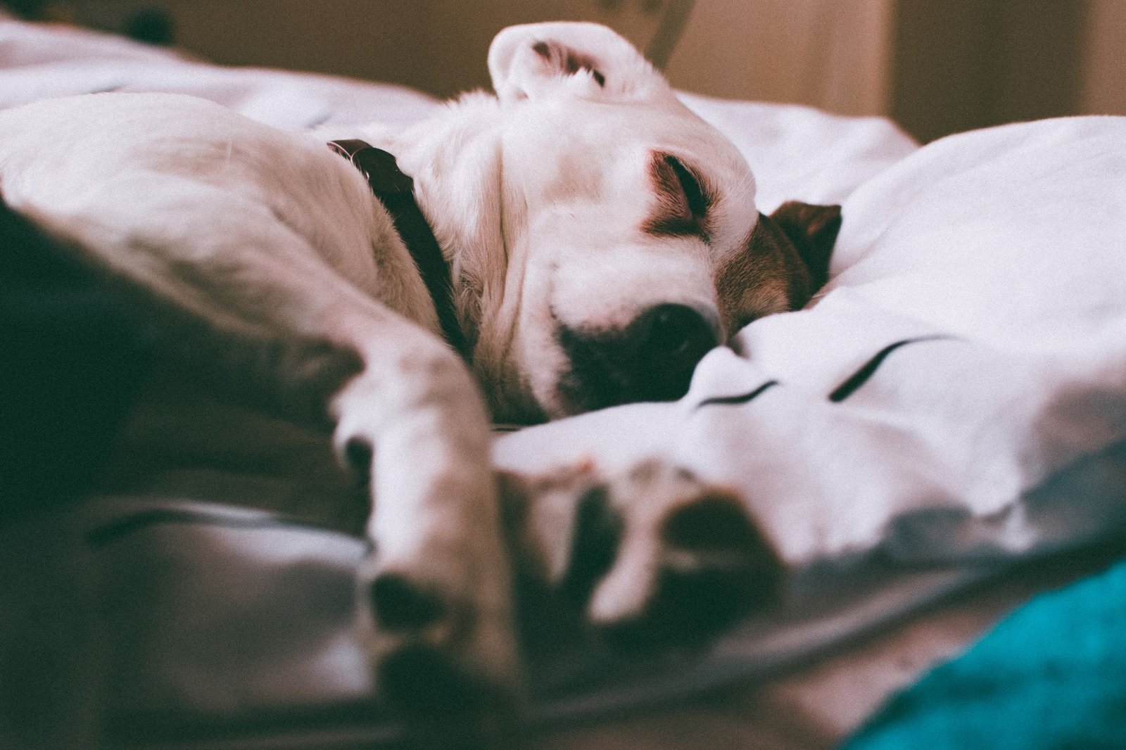 A dog sleeping comfortably on a soft homemade bed in a cozy room