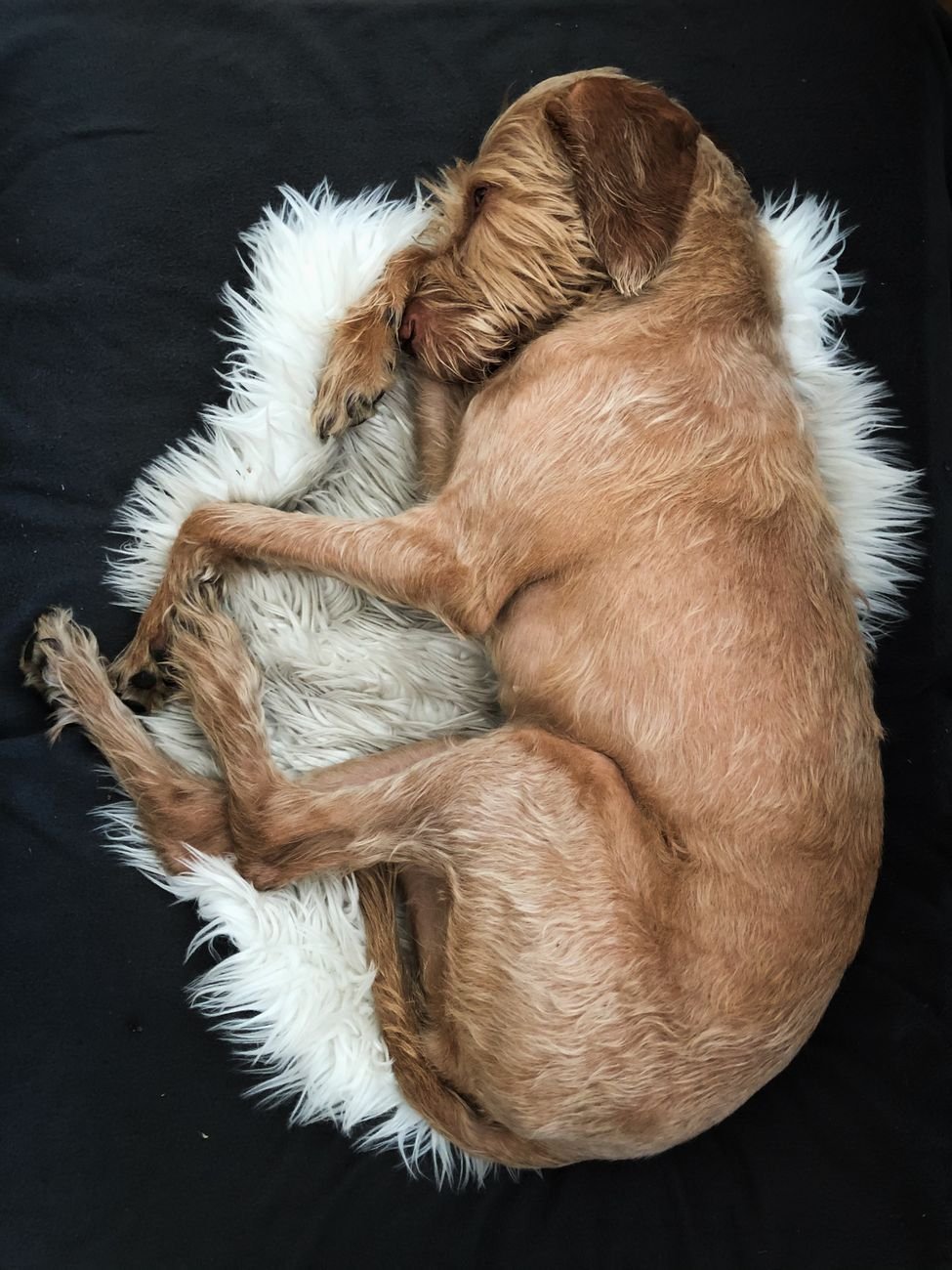 A dog curled up on a soft round bed