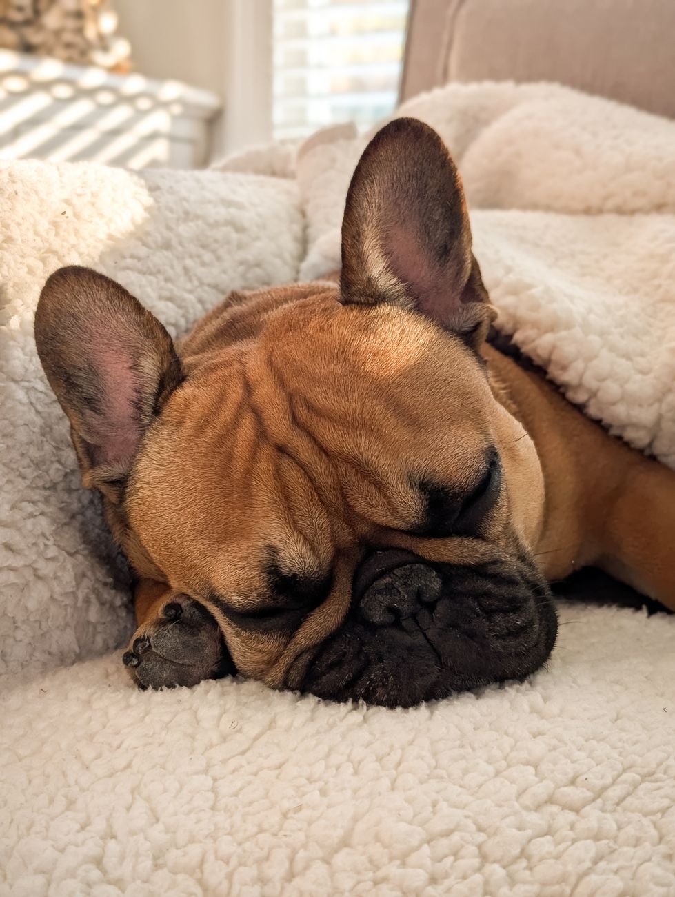 A dog resting on a pile of blankets