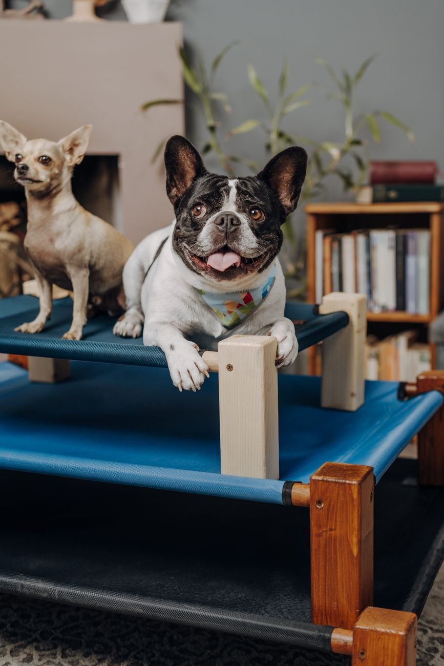 A dog lying in a wooden crate or box bed