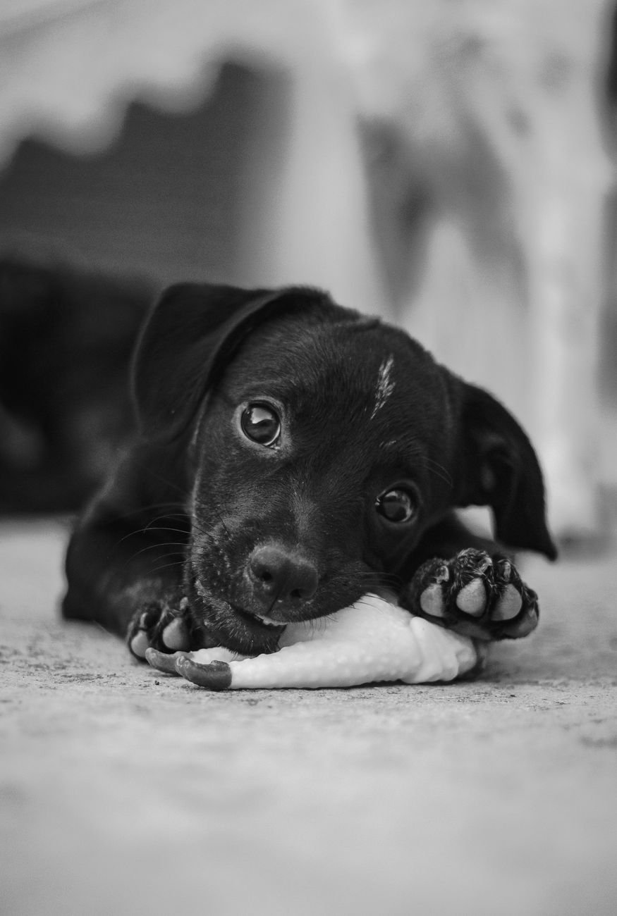 A puppy chewing on a soft toy