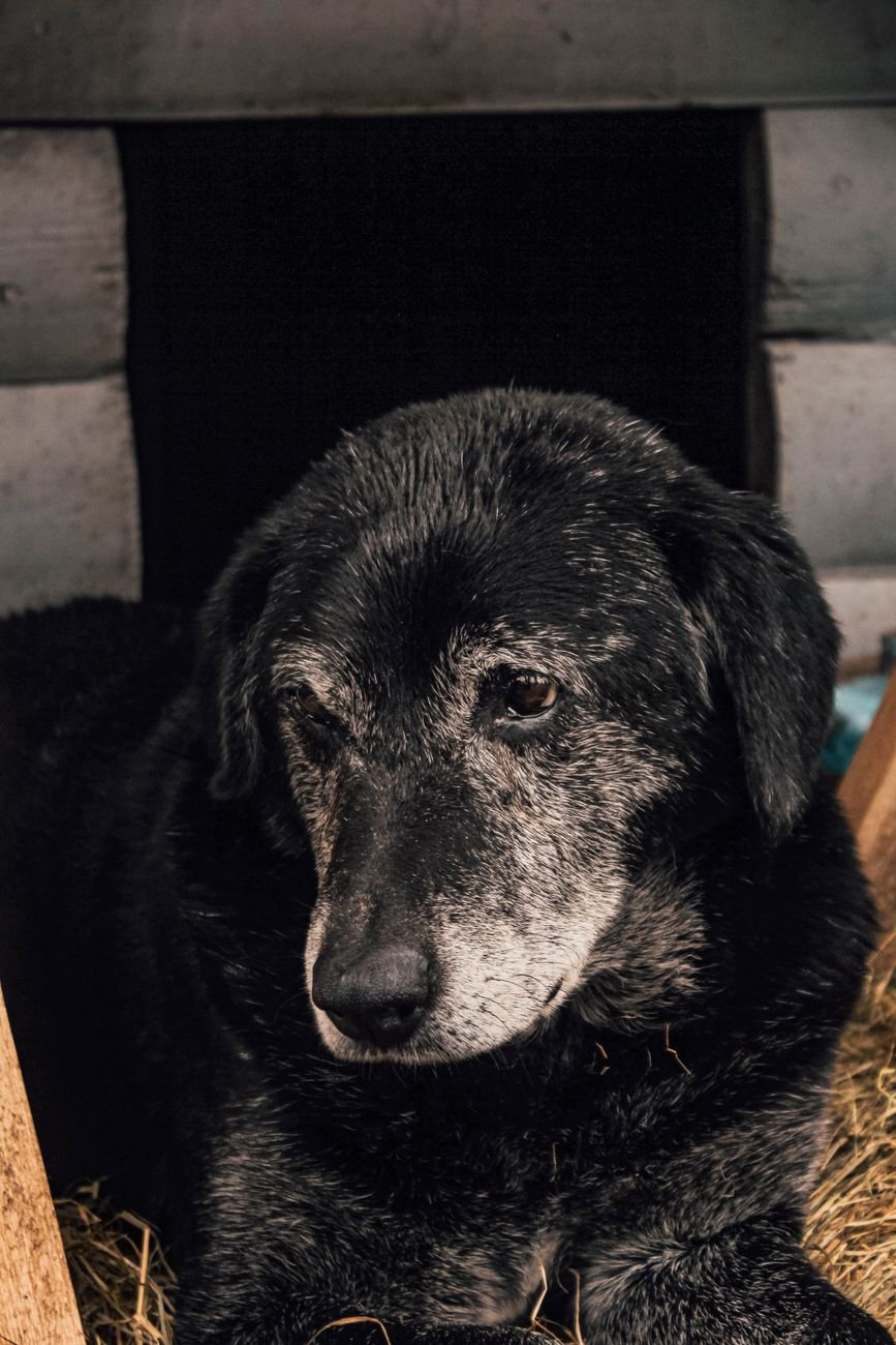 An older gray-muzzled dog resting on a thick cushion