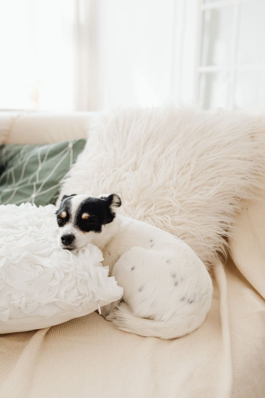 A happy dog lying on a pillow at home