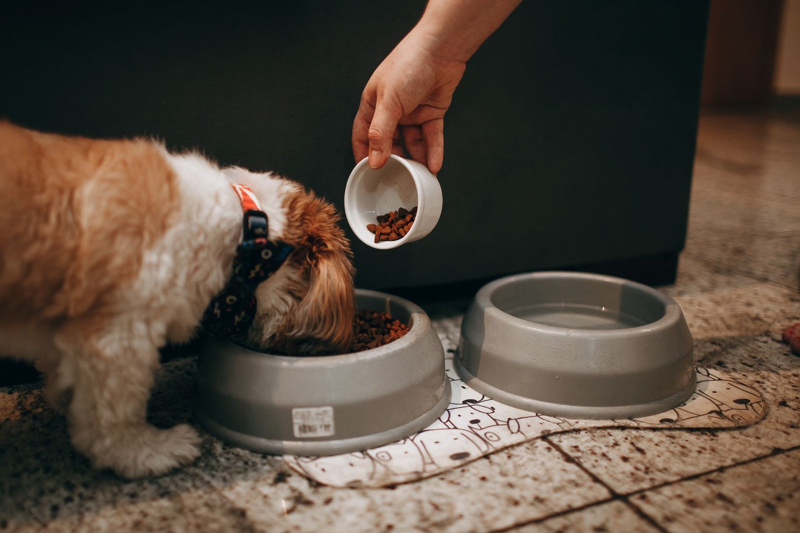 A dog eating from a bowl on a tidy feeding spot in the kitchen