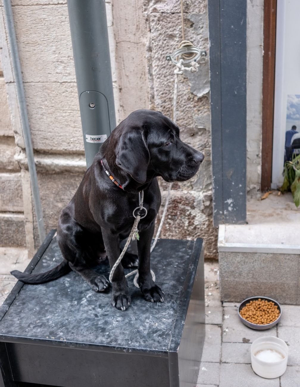 A dog waiting next to its empty food bowl