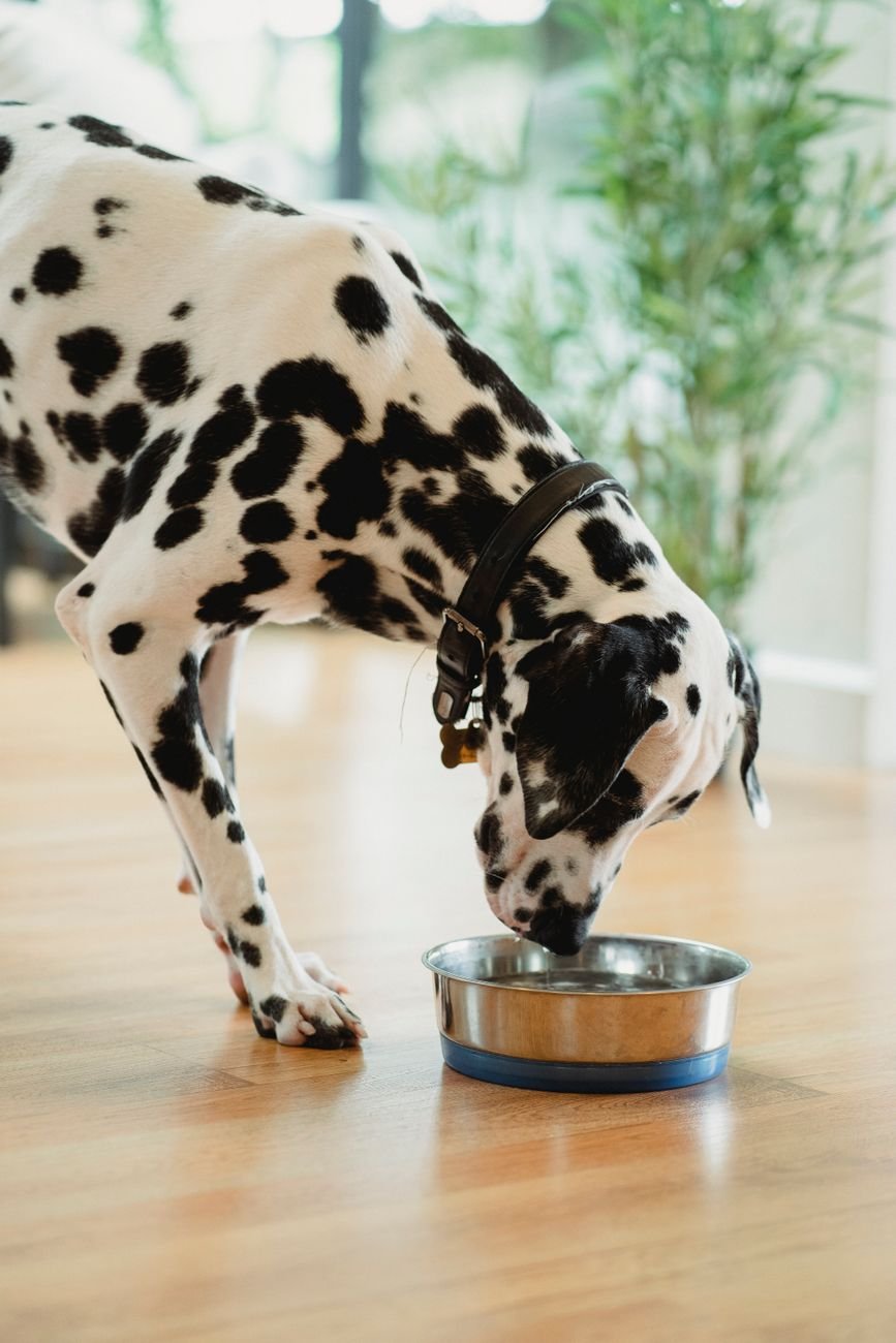 A dog drinking from a steel bowl indoors