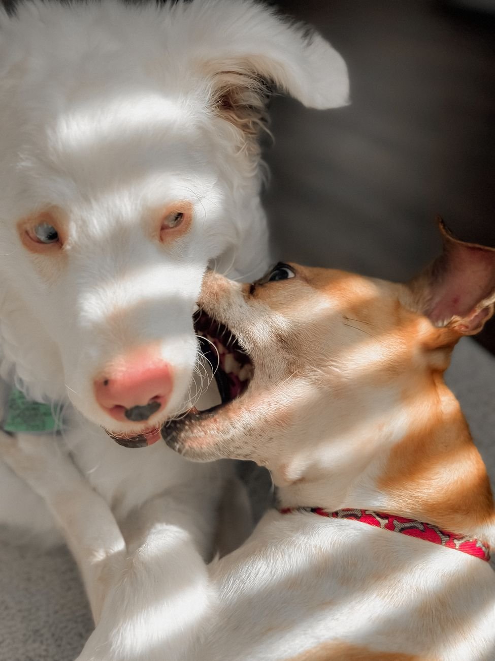 Two dogs eating side by side from separate bowls
