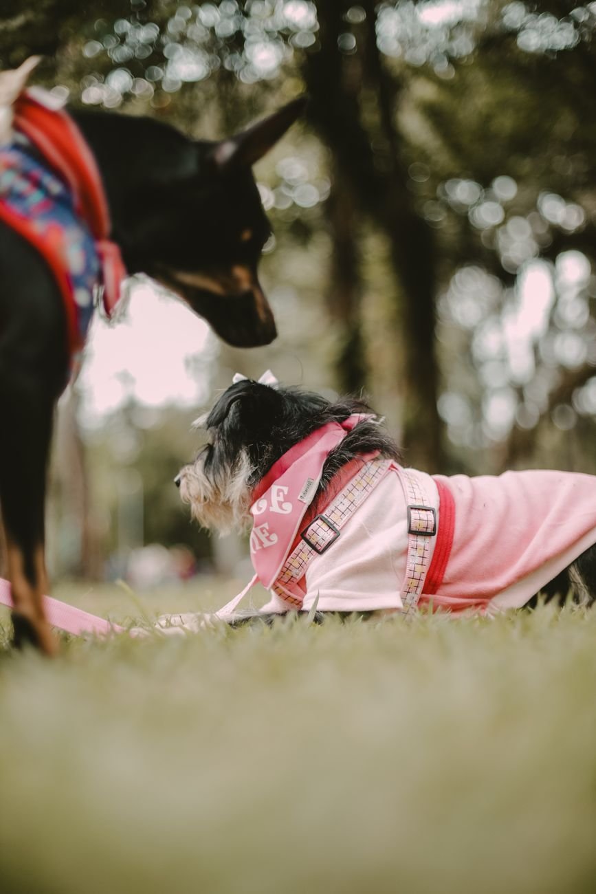 A dog wearing a simple bandana costume for Halloween