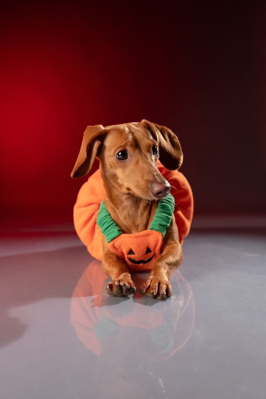A dachshund in a pumpkin costume for Halloween