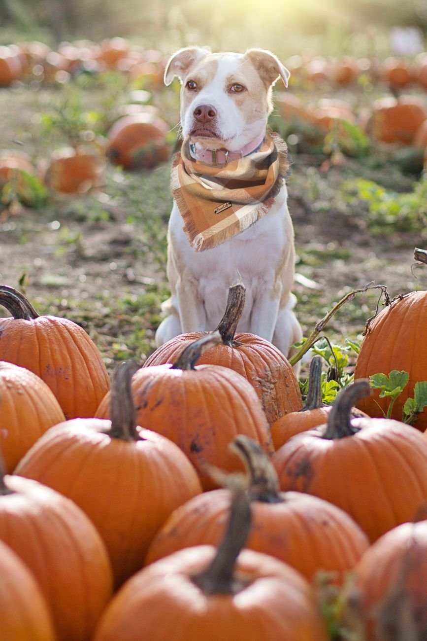 A dog sitting beside Halloween pumpkins on a porch