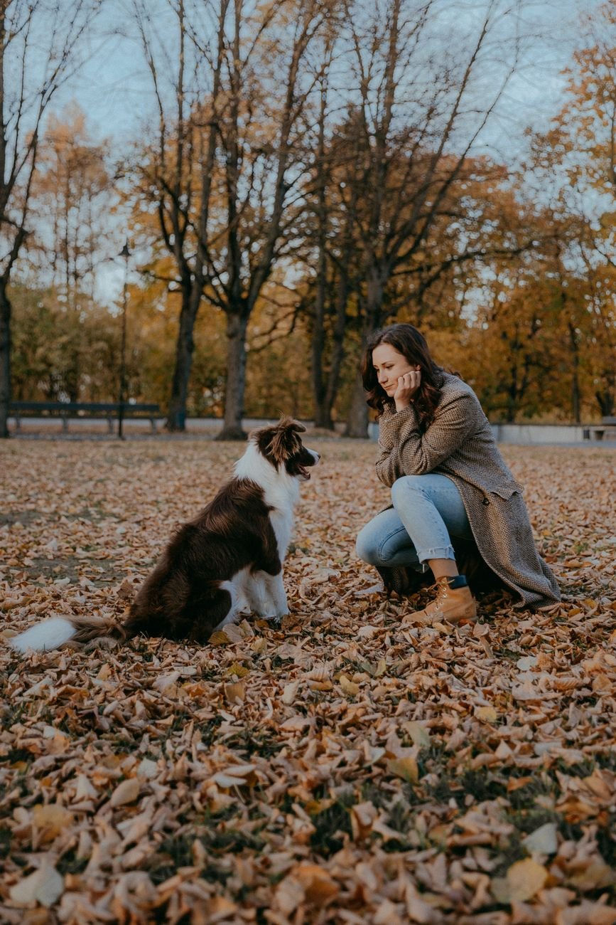 A relaxed dog in a costume walking outside in fall leaves