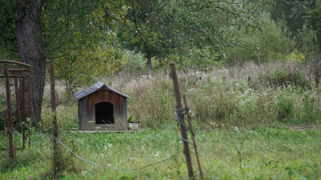 DIY Dog House Plans for Every Size Dog