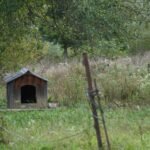 DIY Dog House Plans for Every Size Dog
