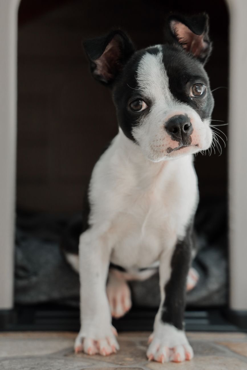 A small dog peeking out of a little wooden dog house
