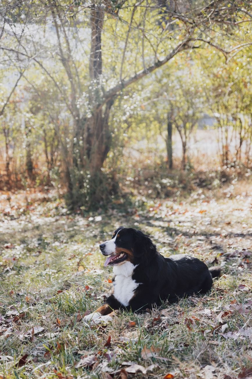 A large dog lying on the grass next to its house