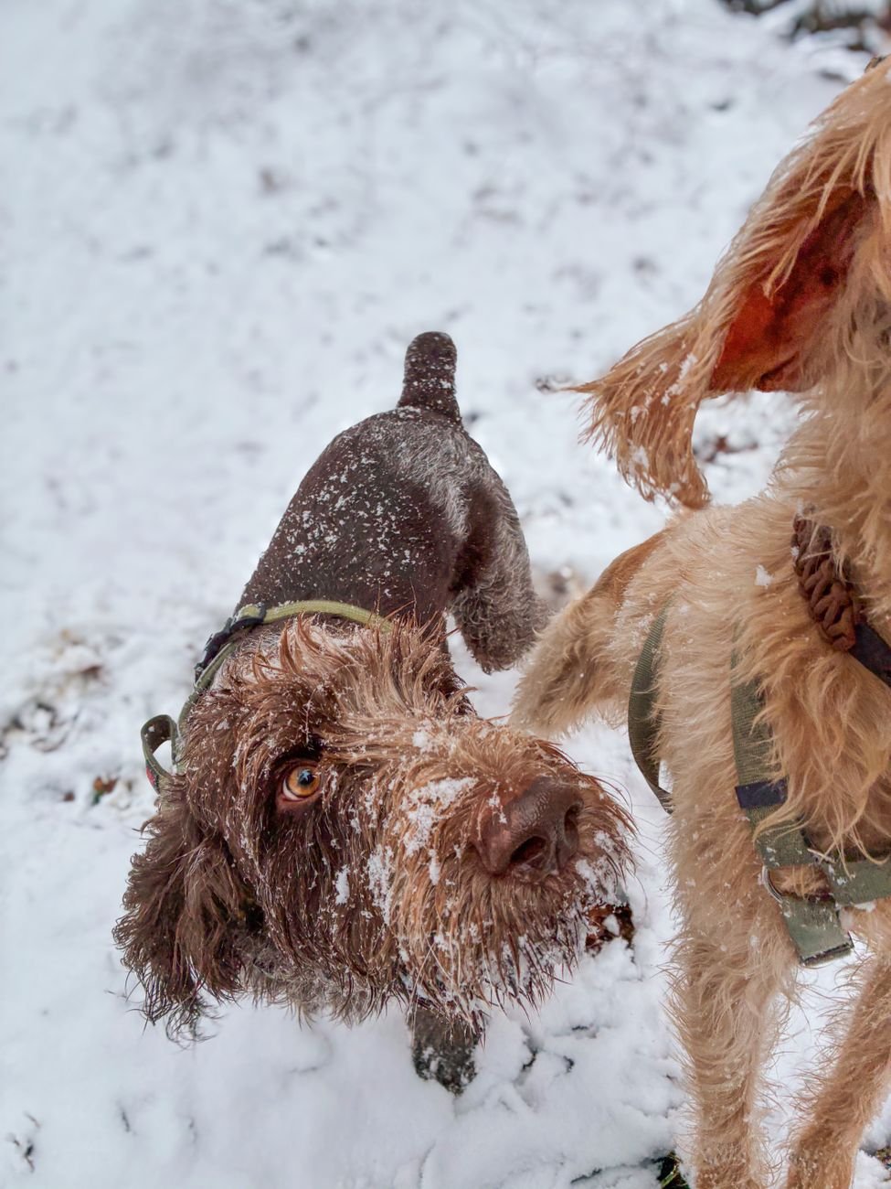 A dog in the snow outside in winter