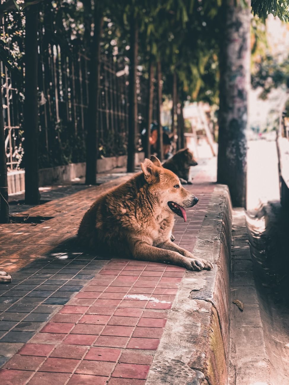 A dog resting in the shade on a hot summer day