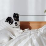 DIY Dog Ramp for Bed (Senior and Small Dogs)
