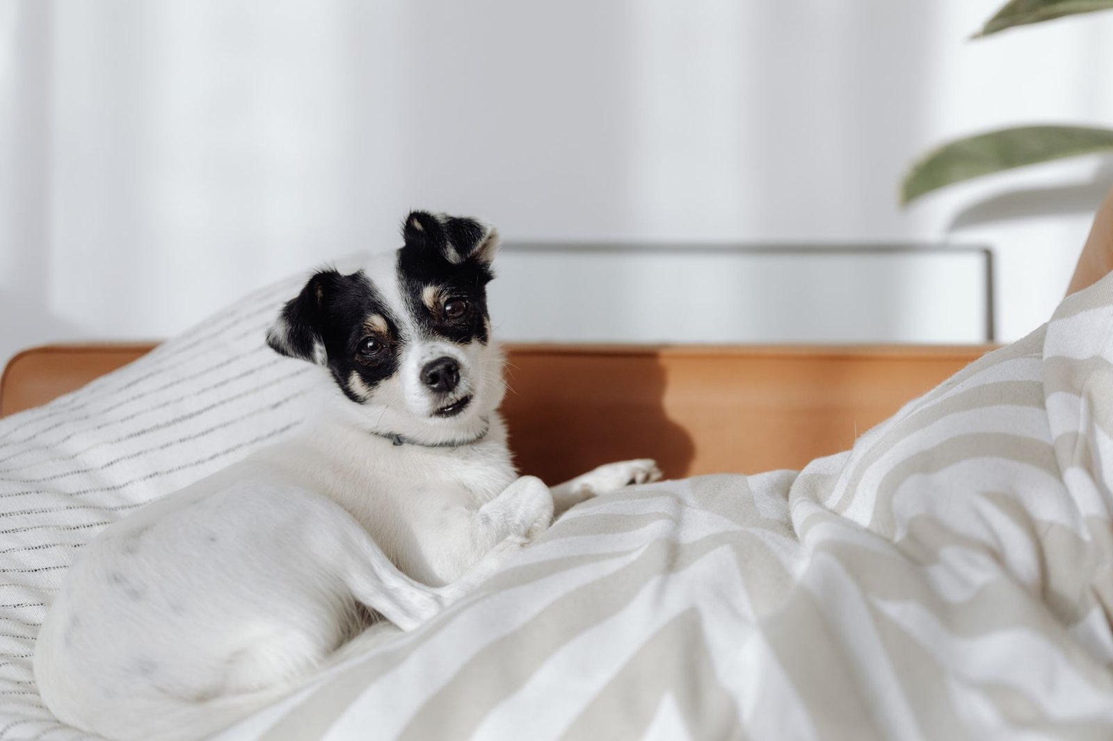 A small dog resting on a bed in a cozy bedroom