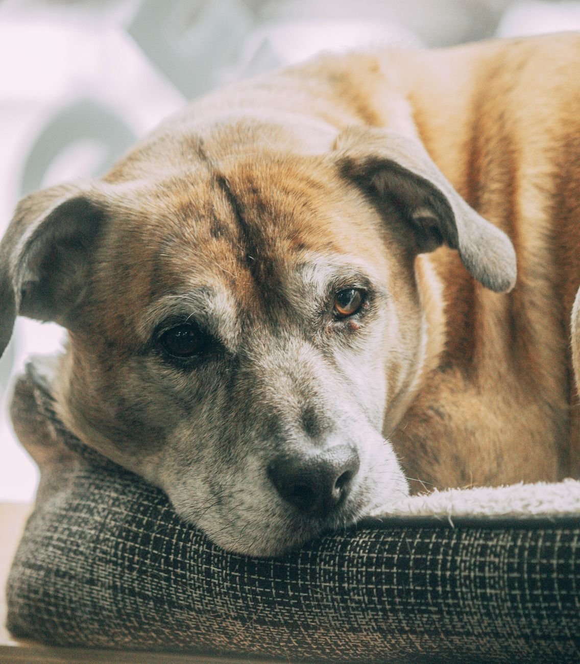 An older gray-muzzled dog lying on a bed