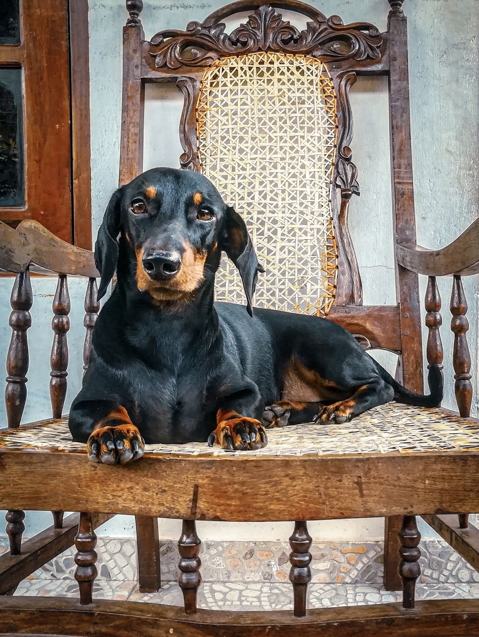 A dachshund standing on a rug at home