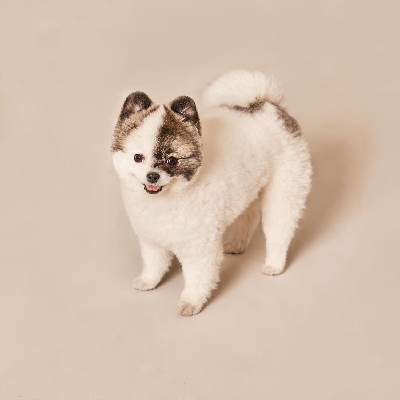 A small dog walking up toward its owner for a treat