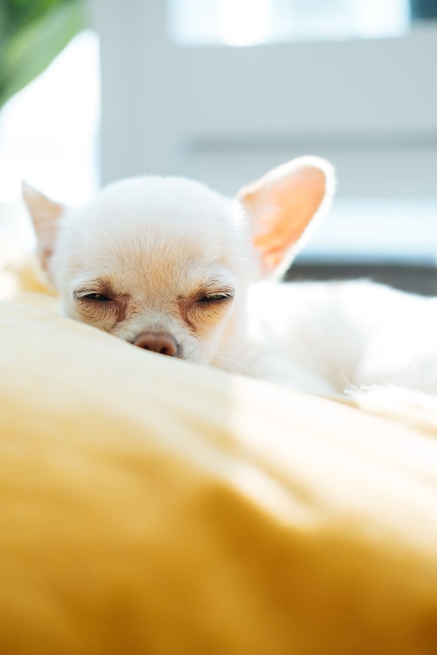 A small dog curled up asleep on a blanket on the bed