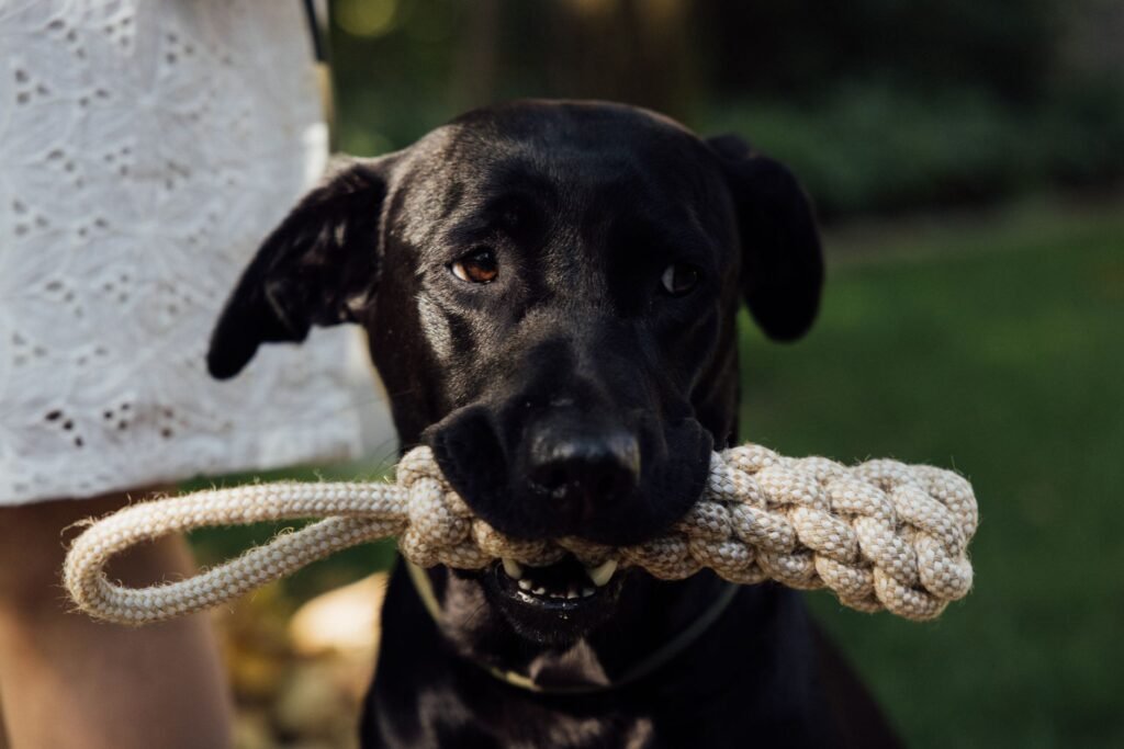 DIY Dog Toys: 15 Easy Toys to Make at Home