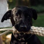 DIY Dog Toys: 15 Easy Toys to Make at Home