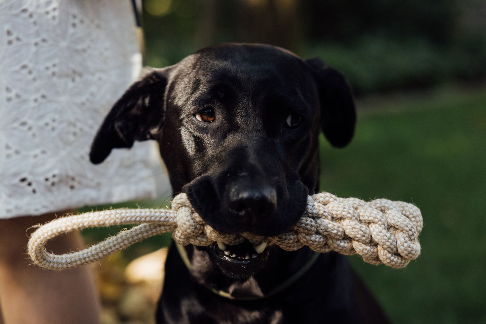A happy dog playing tug with a homemade rope toy
