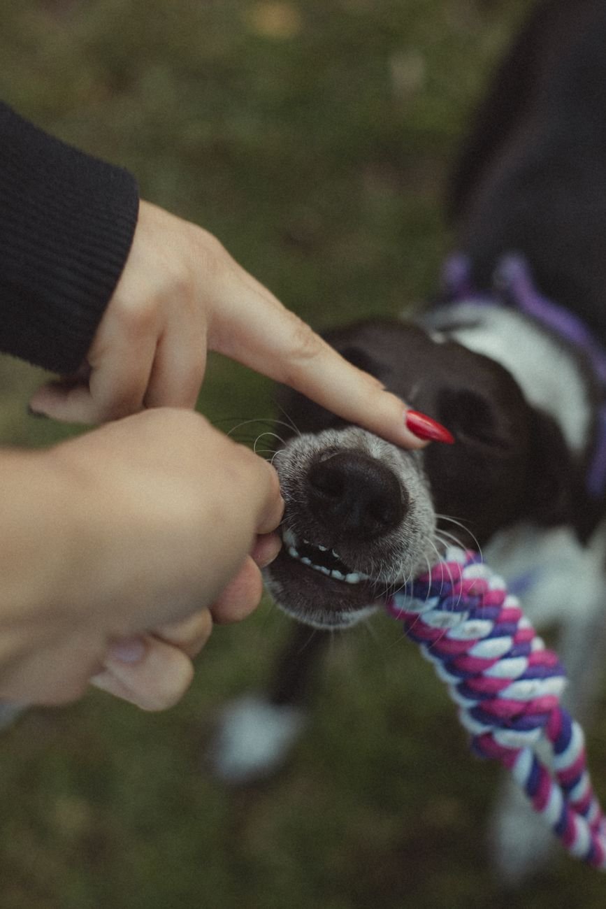 A dog tugging on a braided rope toy