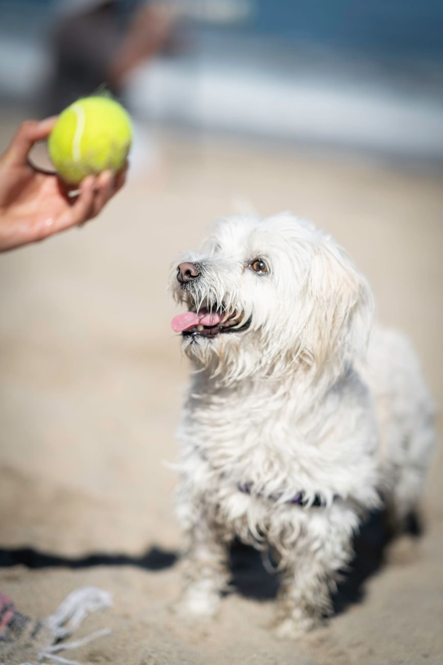 A dog catching a tennis ball in the yard