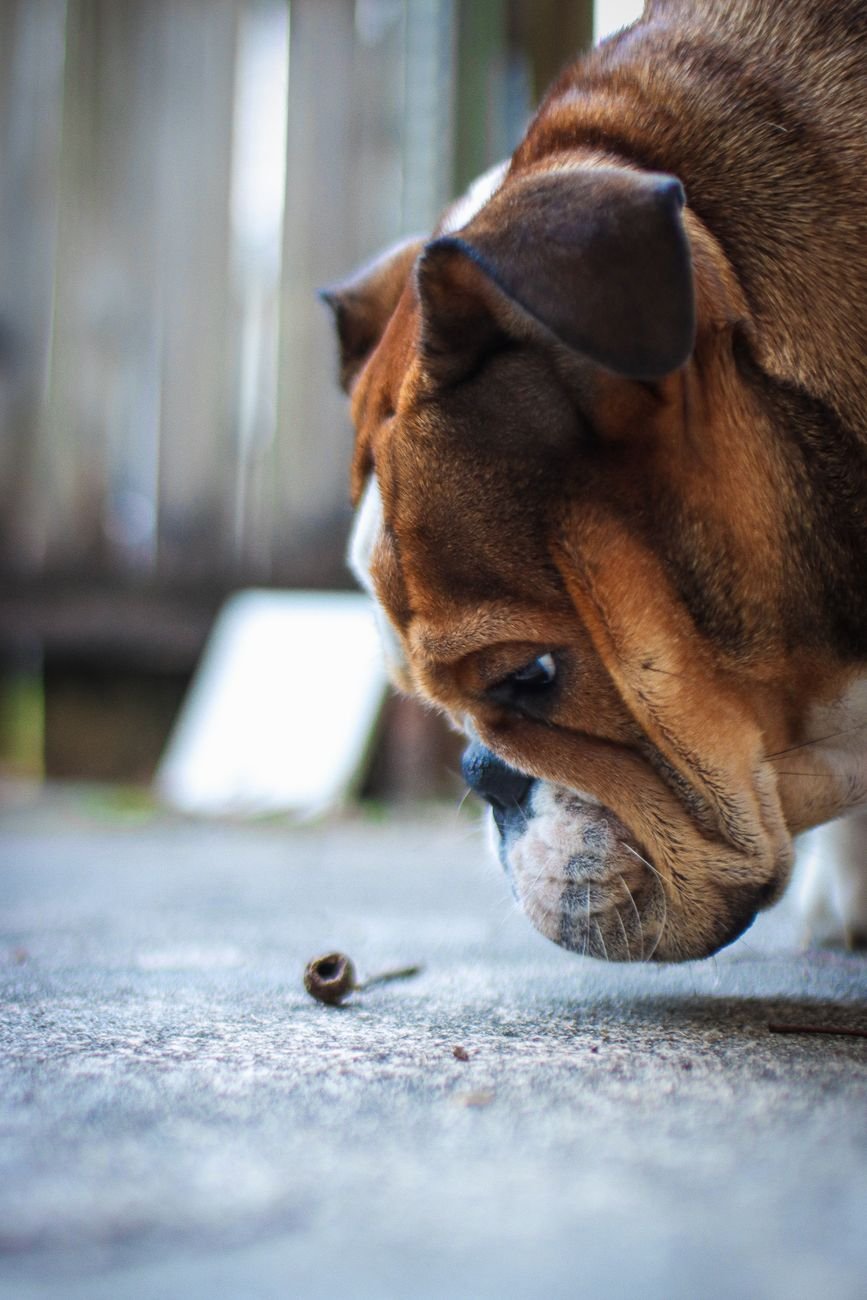 A dog sniffing out a treat on the ground