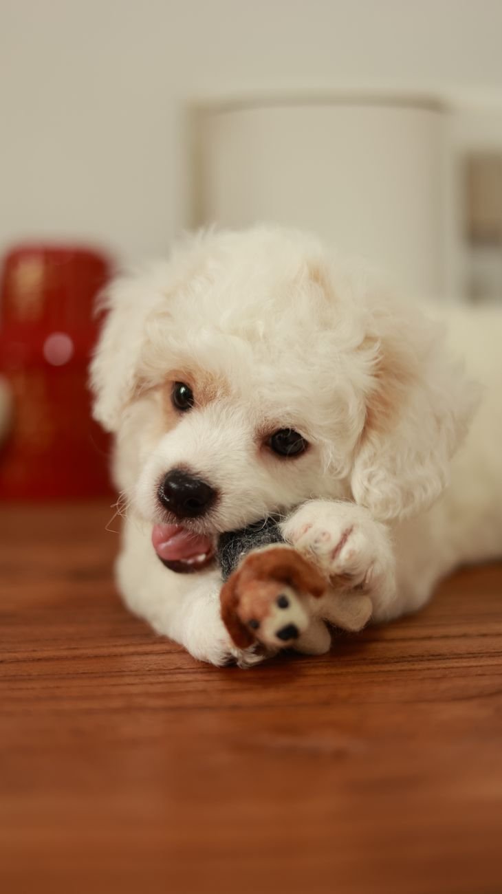 A puppy chewing on a soft toy